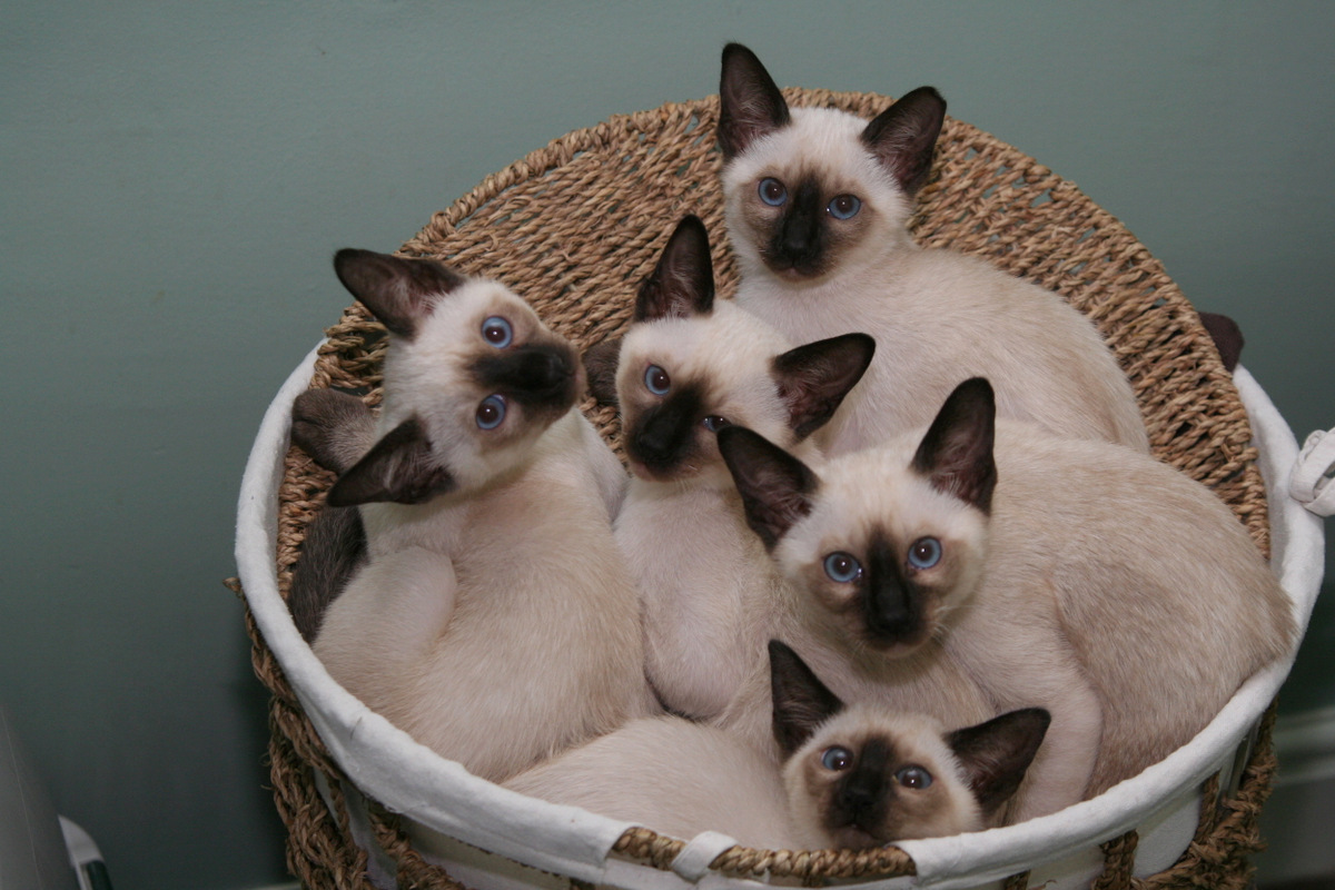 old-style and classic Siamese cats Suffolk
